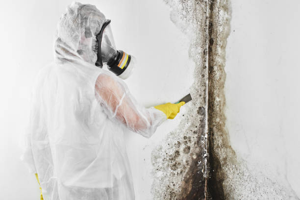 Mold Odor Removal Services in Los Altos Hills, CA